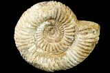 Jurassic Ammonite (Perisphinctes) Fossil - Madagascar #161728-1